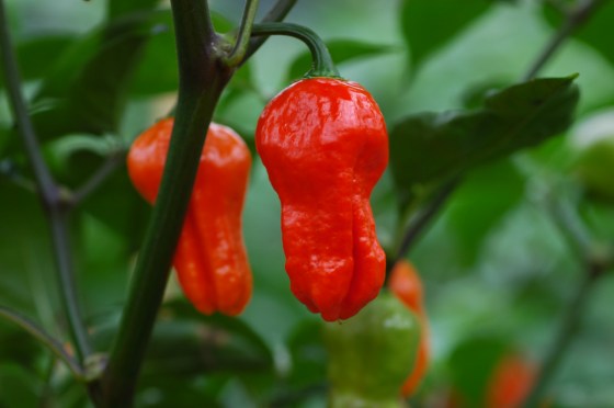Aji Cajamarca