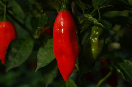 Aji Limo Rojo