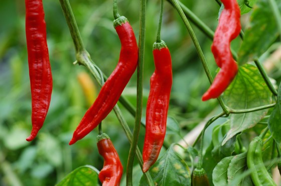 Aji Minas Gerais