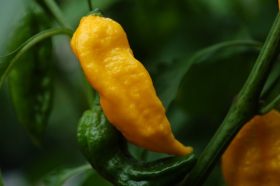 Bhut Jolokia Yellow