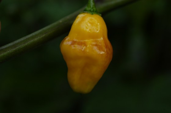 Bolivian Bumpy