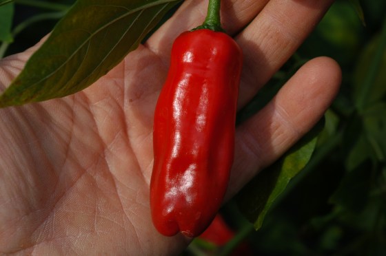 Broome Pepper