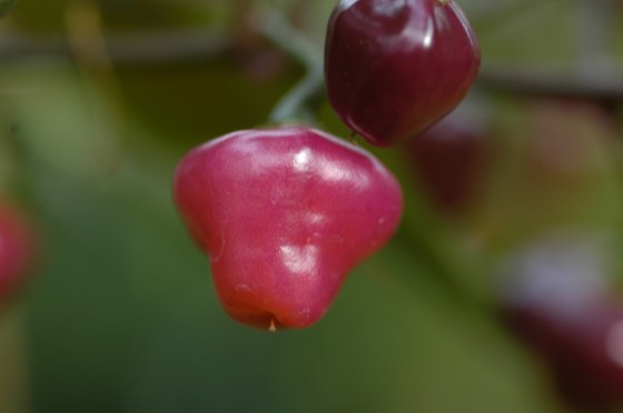 Cheiro Roxa