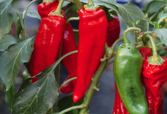 rote lange chilifrucht