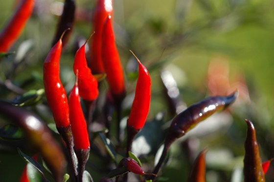 10er Sparset Chilis mittelscharf