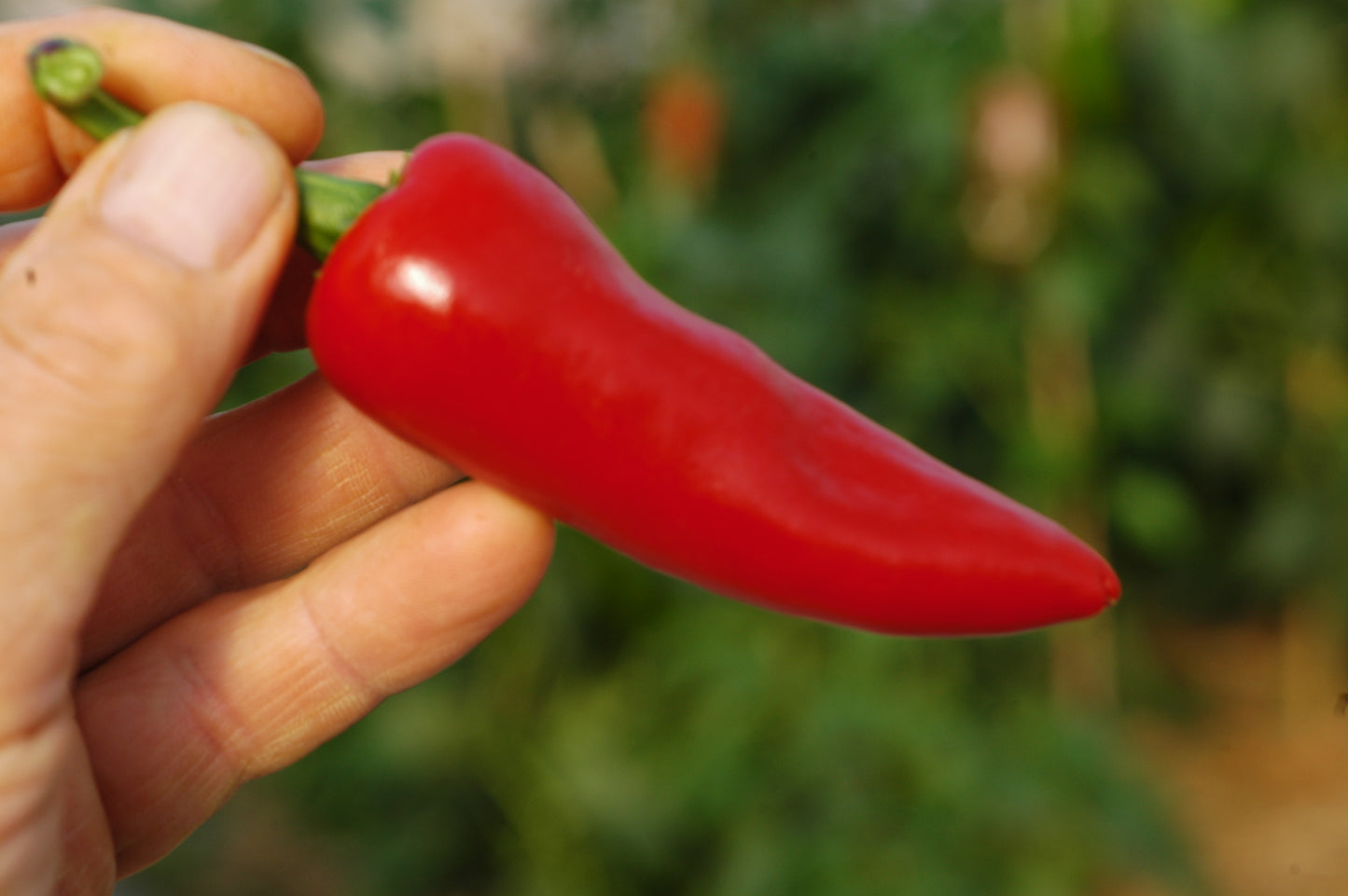 Guajillo