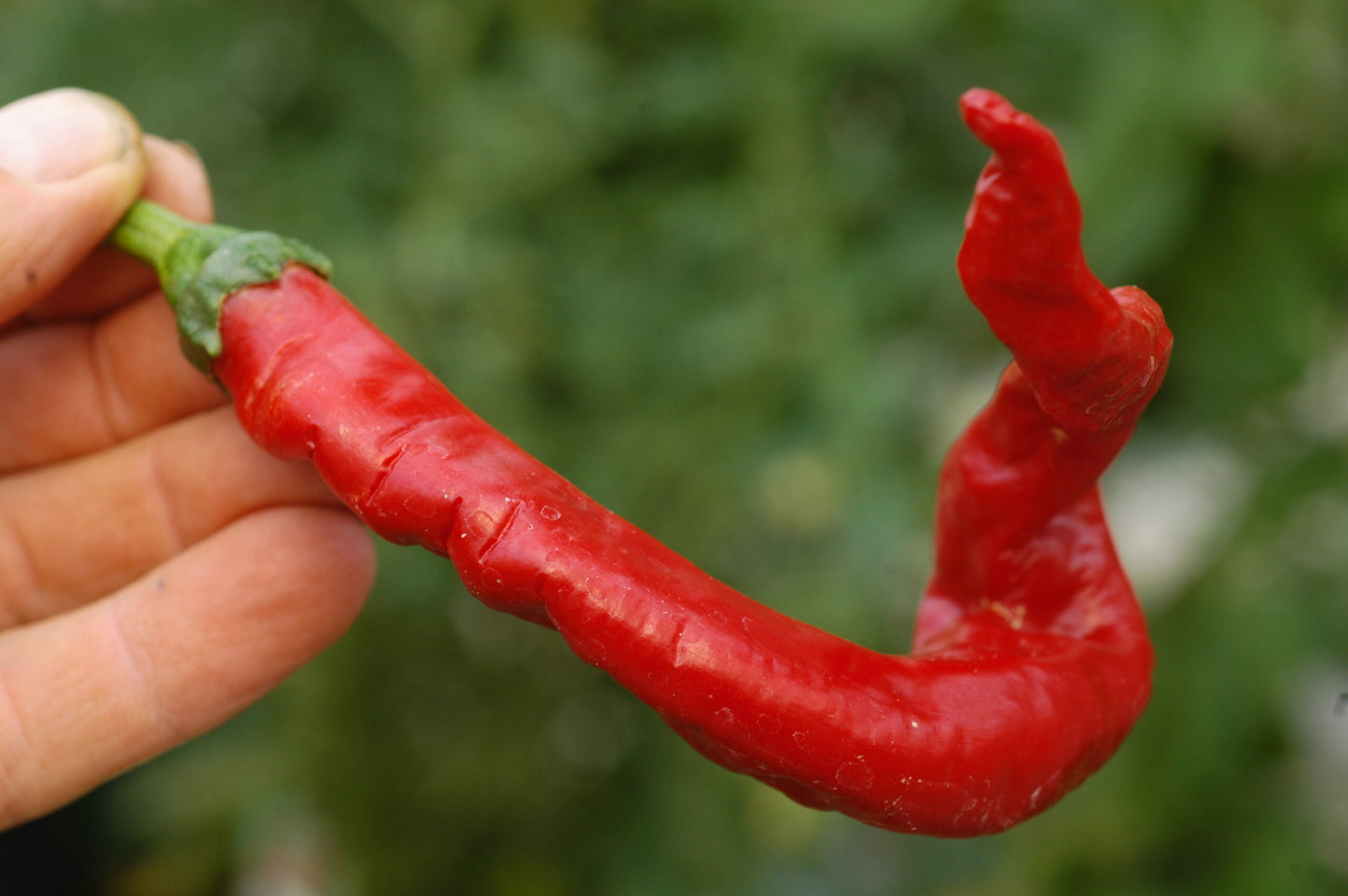 Helix Nebula Space Chili