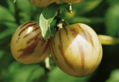 Melonenbirne Pepino