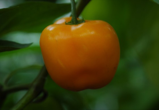 Orange Locoto