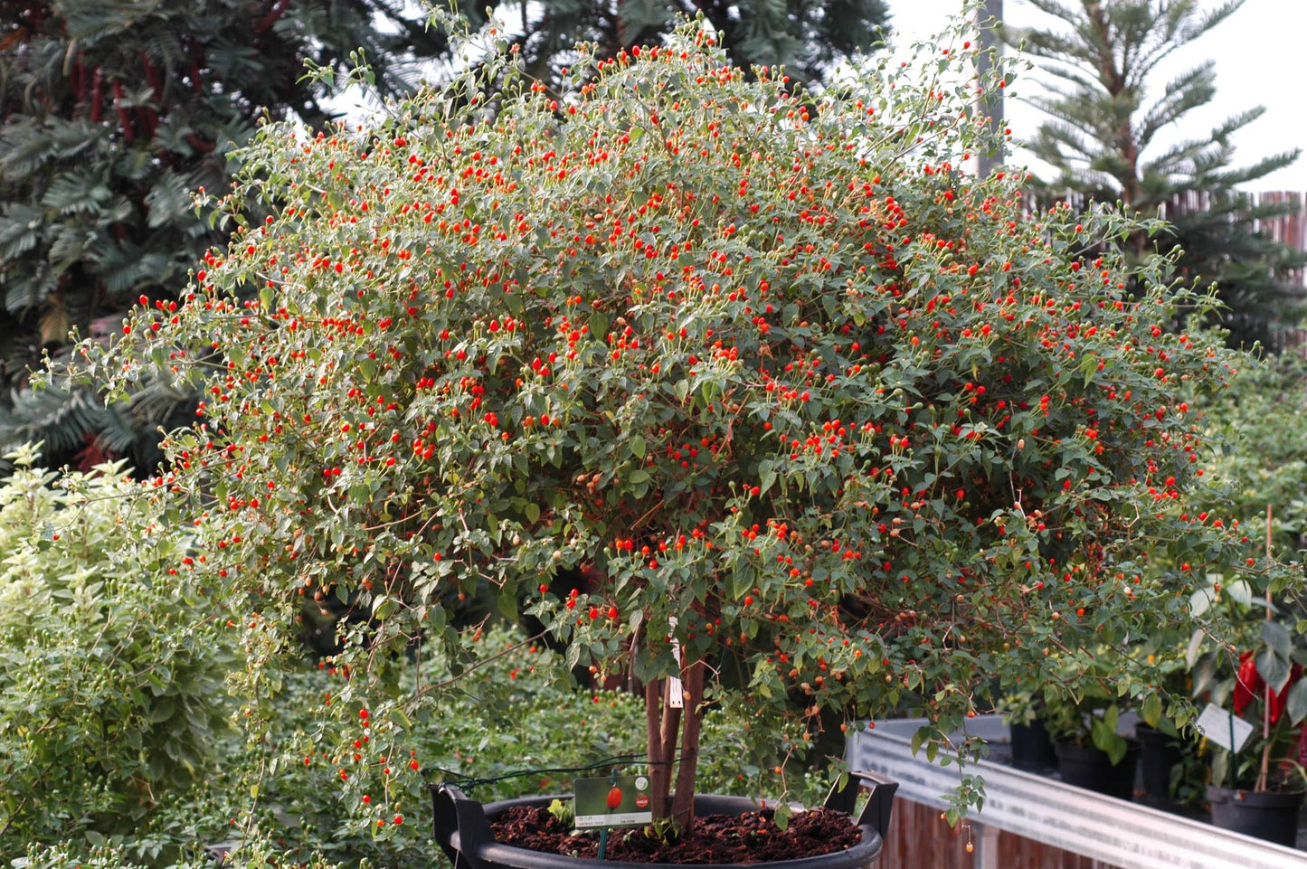 Chiltepin