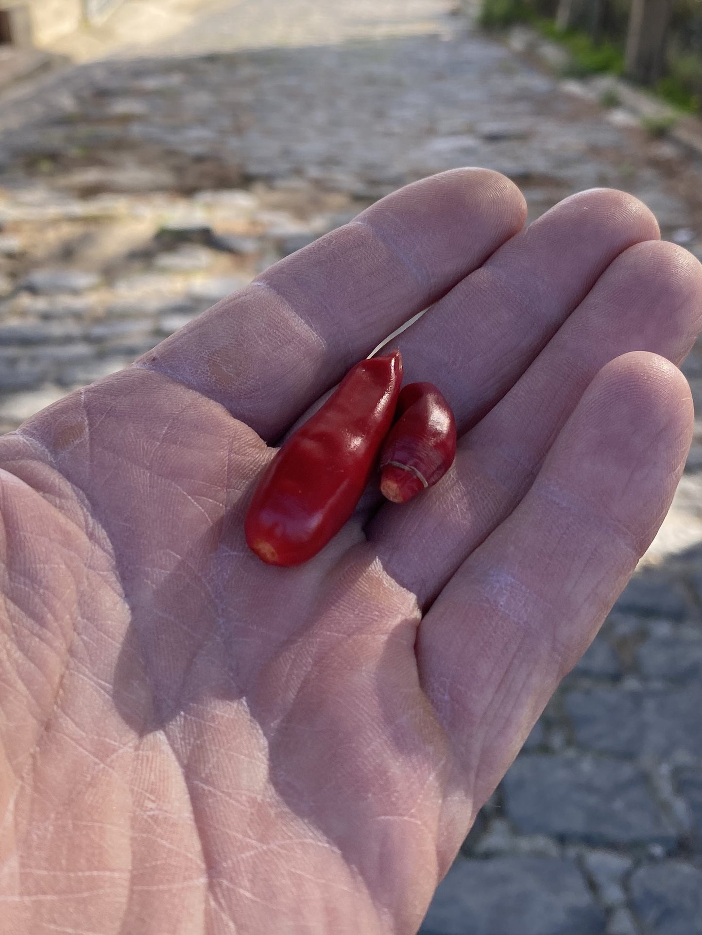 Peperone Capo Vaticano