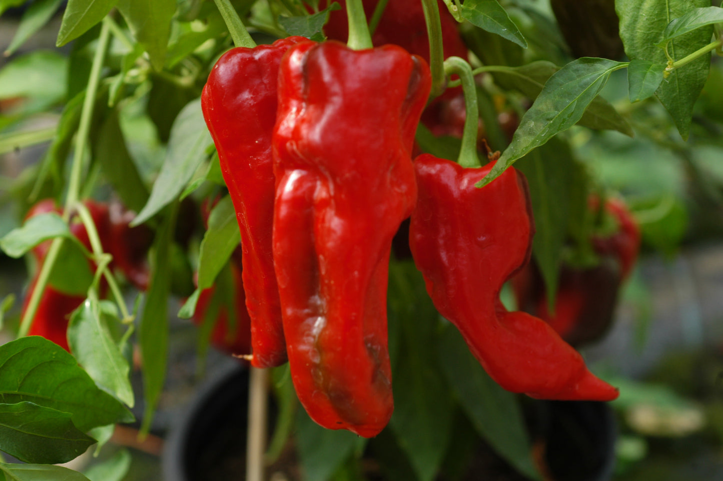 Velarde Pepper