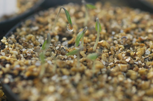 Schaut unseren Pflanzen beim Wachsen zu!