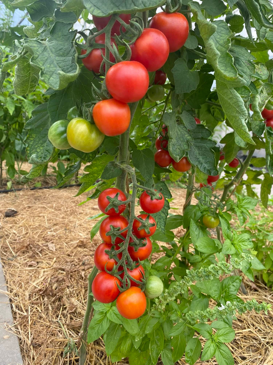 Tomaten im Gewächshaus