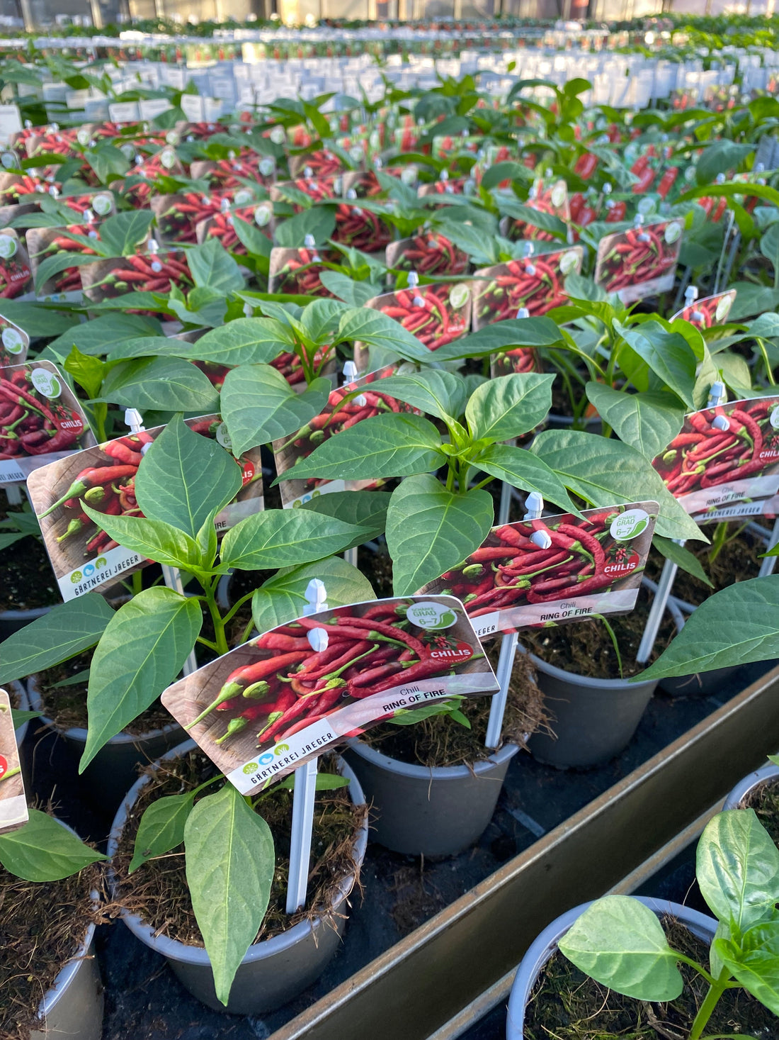 Es wächst prächtig!