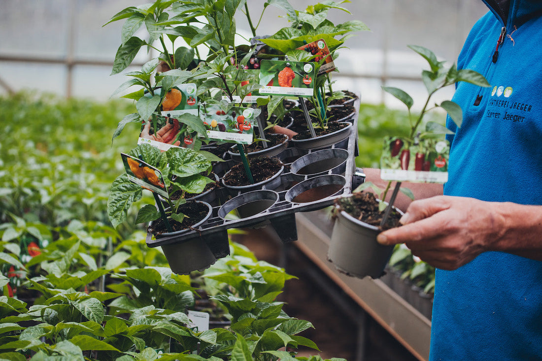 Aussuchen von Pflanzen 