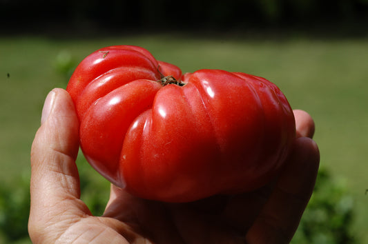 Unsere Freilandtomaten im Praxistest