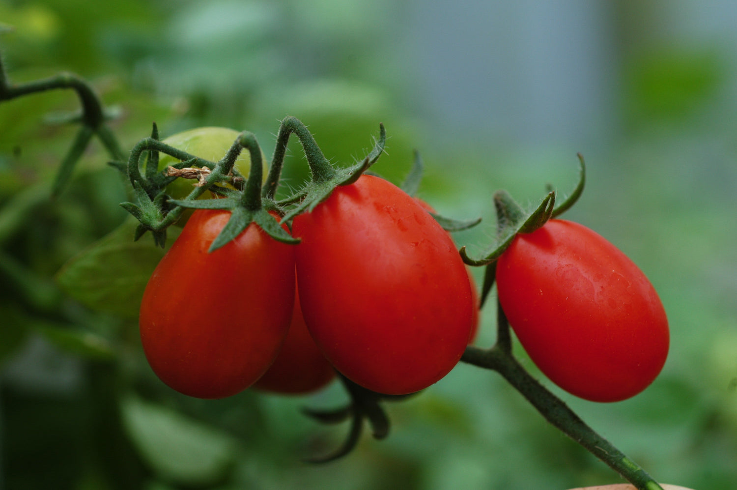 Tomatenpflanzen