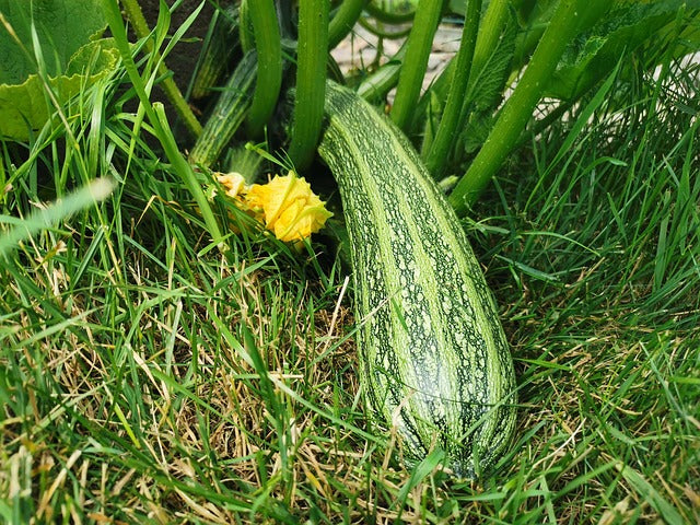 Weitere Gemüsepflanzen