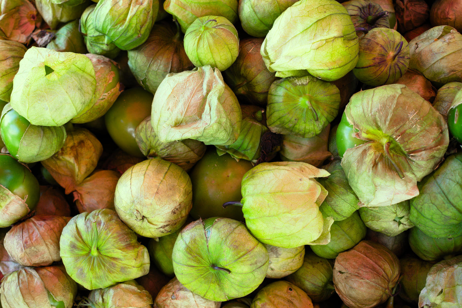 Tomatillo- Früchte