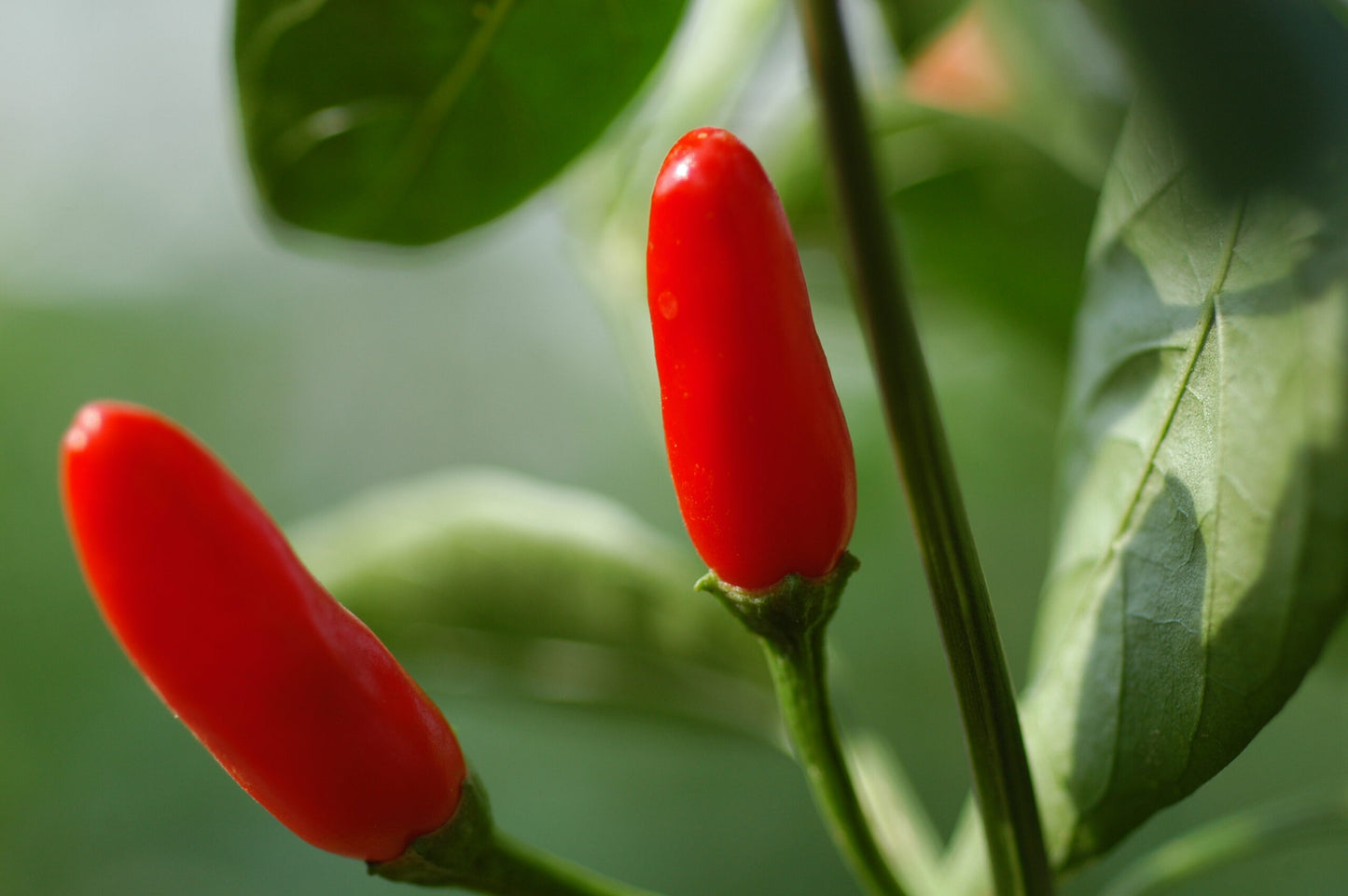 5er Sparset Mittelscharfe Chilis