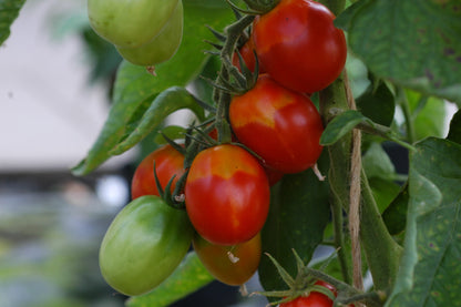 A Grappoli Corbarino