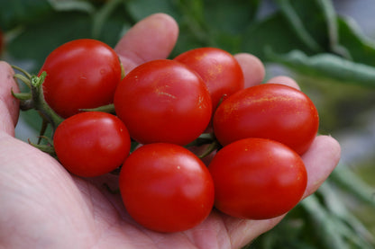 A Grappoli Corbarino