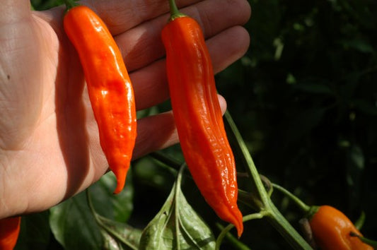 Aji Amarillo