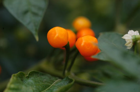 Aji Charapita