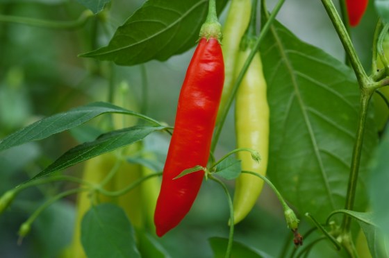 Aji Santa Cruz