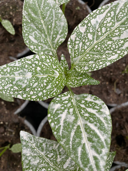 Algamin Algen- Mineralpulver AlgaMin – Pflanzen Jaeger
