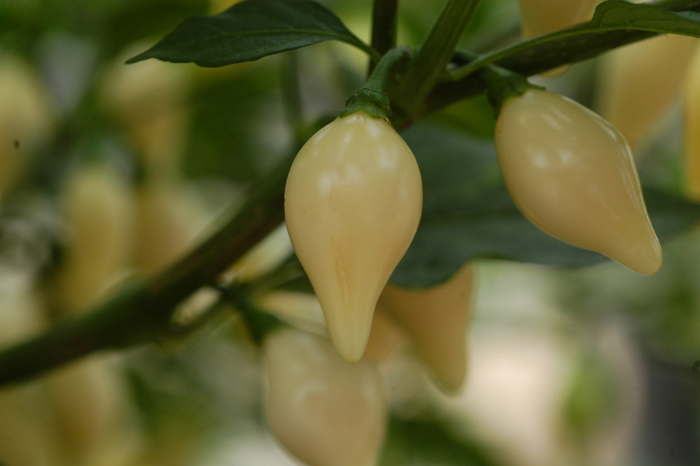 Biquinho Blanco