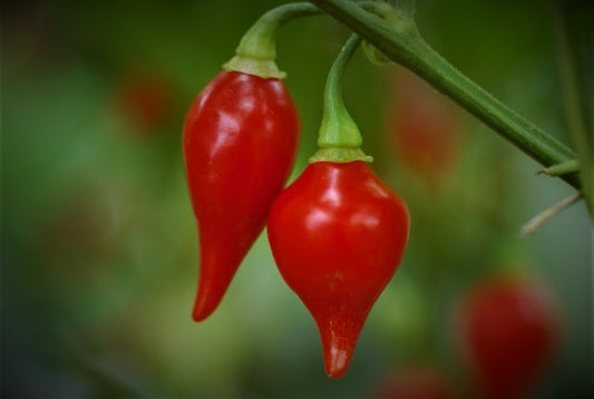 Biquinho Vermelho