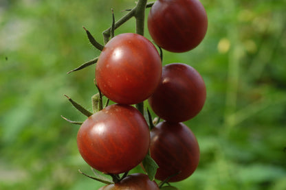 Black Cherry