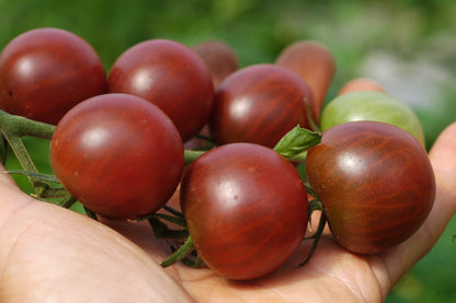 Azteco Nero