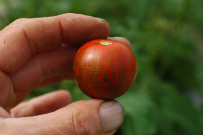 Black Zebra Cherry