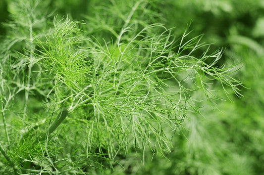 Blattfenchel