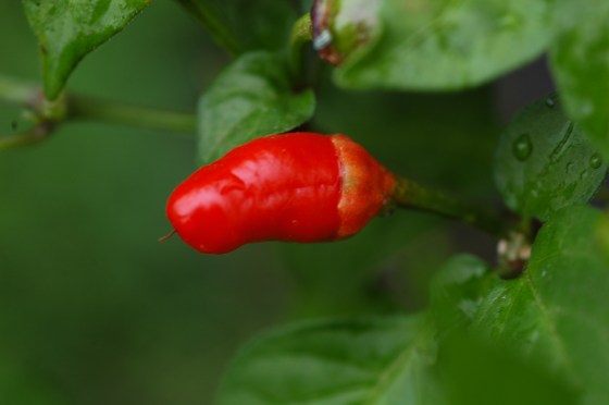 Bleeding Heart