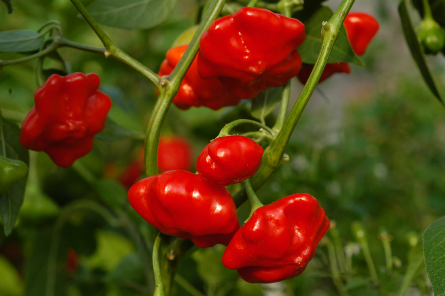 rote chilis an der pflanze
