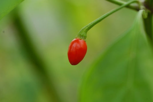 Capsicum Galapagoense