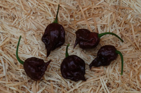 Carolina Reaper Black