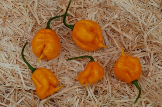 Carolina Reaper Yellow