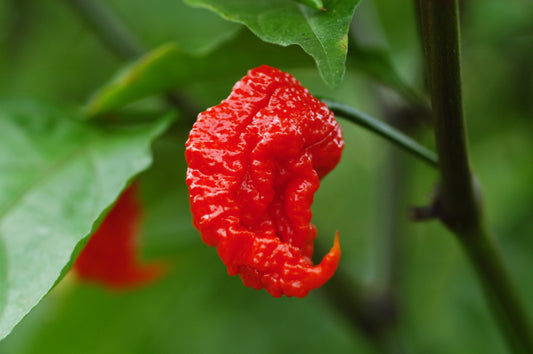 Carolina Reaper