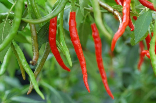 Cayenne