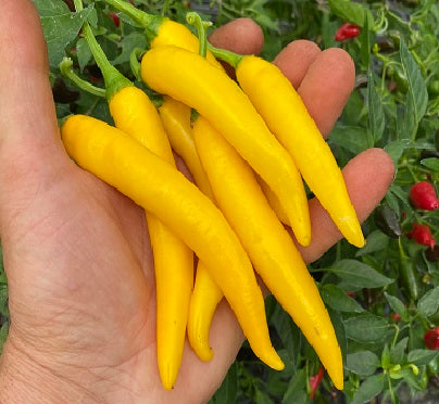 Cayenne Golden