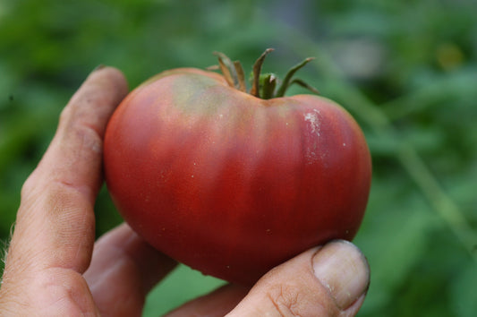 Cherokee Purple