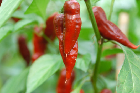 Taviche Pepper