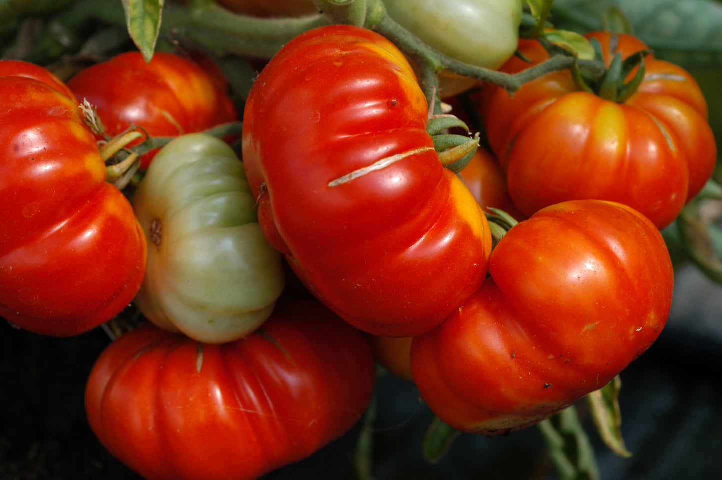 Costoluto Fiorentino