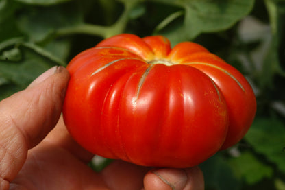 Costoluto Fiorentino