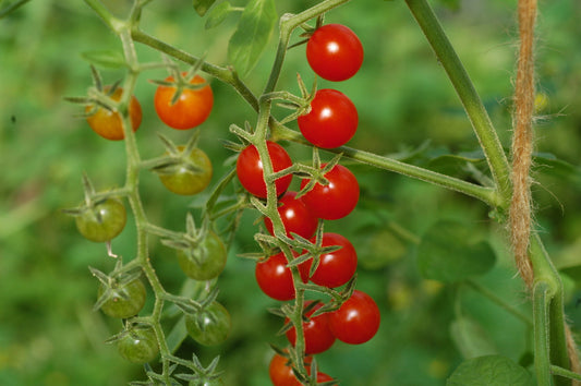 Currant Sweet Pea